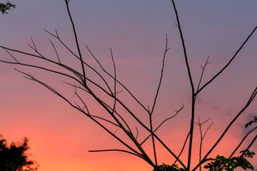 The silhouette of the tree with sunset.