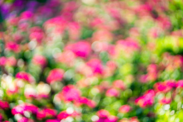 Colorful blur flowers in the garden background.