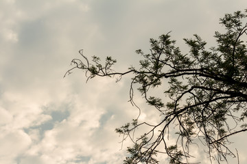 The silhouette of the tree with sunset.