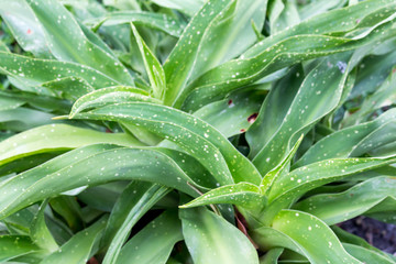Green leaf texture. Leaf texture background. tropical leaves, abstract green leaves texture, nature background.
