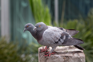 Pigeon bird on the electric pole.
