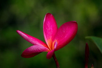 Fototapeta premium Close-up Thai Flower in the park.