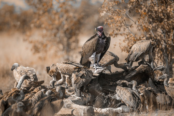 Lappet faced and white backed Vultures on carcass in Kruger National park, South Africa ; Specie  Torgos tracheliotos and Gyps africanus family of Accipitridae