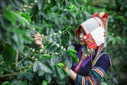 Beautiful women asian lady Akha tribe,Women wearing traditional tribes With coffee flowers on the coffee tree,Thailand, Laos, Vietnam