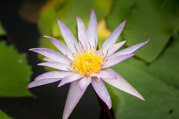 Blooming Lotus flower or Water Lily on the pond. With sunset time.