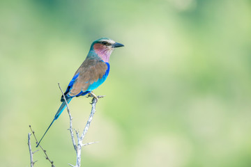 Lilac breasted roller isolated in natural background in Kruger National park, South Africa ; Specie Coracias caudatus family of Coraciidae