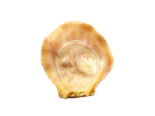 Composition of exotic sea shells on a white background. set of various mollusk shells isolated on white background. Shell, Oyster, Scallop or Keong Tiram, Kerang Laut. Oyster with white background.