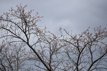 silhouette of a tree in cloudy weather