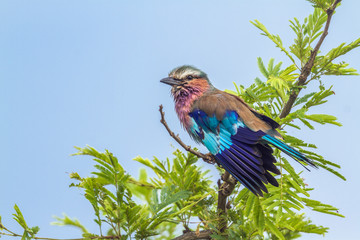 Lilac breasted roller spreading wings ini blue background in Kruger National park, South Africa ; Specie Coracias caudatus family of Coraciidae