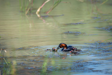 Little Grebe feeding chicks in Kruger National park, South Africa ; Specie Tachybaptus ruficollis family of Podicipedidae