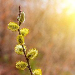 spring Easter background with blooming yellow willow twig on natural background with sunlight from...