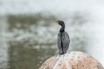 Long-tailed Cormorant in Kruger National park, South Africa ; Specie Microcarbo africanus family of Phalacrocoracidae