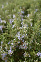 Rosemary flower