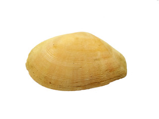 Composition of exotic sea shells on a white background. set of various mollusk shells isolated on white background. Shell, Oyster, Scallop or Keong Tiram, Kerang Laut. Oyster with white background.