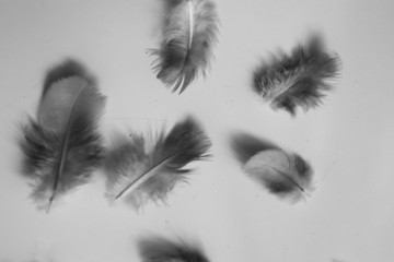 Beautiful abstract colorful white and black feathers on dark background and soft white feather texture on white pattern