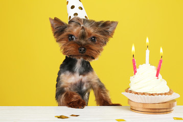 Cute Yorkshire terrier dog with birthday cupcake at table against yellow background