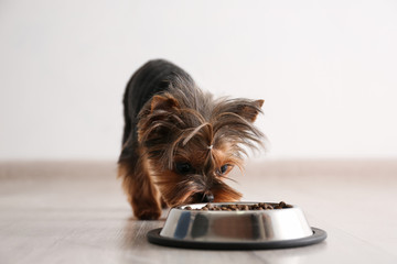 Cute Yorkshire terrier dog near feeding bowl indoors