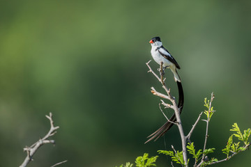 Pin-tailed Whydah isolated in natural background in Kruger National park, South Africa ; Specie Vidua macroura family of Viduidae