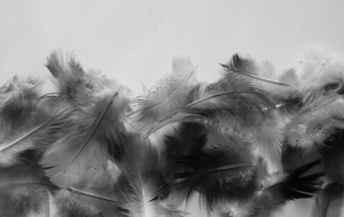 Beautiful abstract colorful white and black feathers on dark background and soft white feather texture on white pattern
