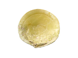 Composition of exotic sea shells on a white background. set of various mollusk shells isolated on white background. Shell, Oyster, Scallop or Keong Tiram, Kerang Laut. Oyster with white background.