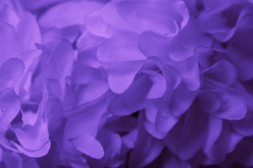 Beautiful abstract color white and purple flowers background and pink flower frame and white and pink leaves texture background 