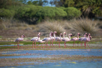 group of flamingos in the lake