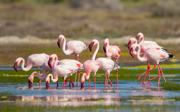 group of pink flamingos wild in nature