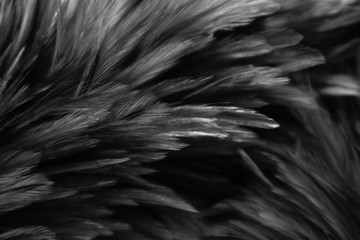 Beautiful abstract colorful white and black feathers on dark background and soft white feather texture on white pattern