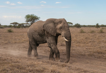 Fototapeta na wymiar Wildlife in Africa