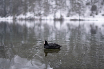 Schneelandschaft mit Burg im Hintergrund und See und Wald im Vordergrund am Fernsteinsee in Österreich Tirol 