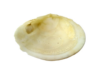 Composition of exotic sea shells on a white background. set of various mollusk shells isolated on white background. Shell, Oyster, Scallop or Keong Tiram, Kerang Laut. Oyster with white background.