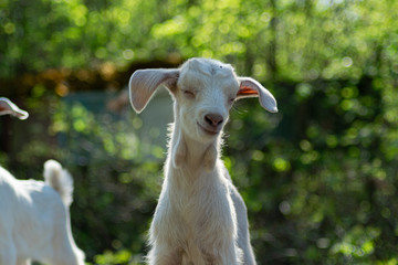 Obraz premium Small white goat with some friends