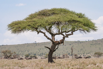 Lions in tree in Africa