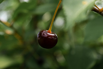 A single dark and ripe cherry