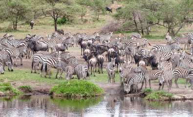Fototapeta na wymiar Safari in Africa