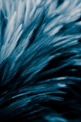Beautiful abstract colorful purple and blue feathers on black dark background and soft white purple feather texture on white pattern