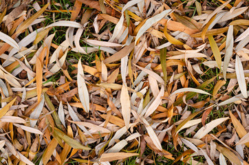 Texture of autumn grass. Lawn with fallen yellow leaves.
