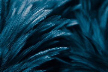 Beautiful abstract colorful purple and blue feathers on black dark background and soft white purple feather texture on white pattern