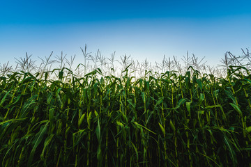 Corn maize field against blue sky in summer. Copy space agricultural concept