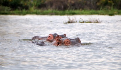 Fototapeta premium Safari in Africa