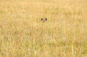 Lion hiding in Grass Savanna during Safari in Africa