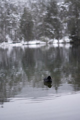 Schneelandschaft mit Burg im Hintergrund und See und Wald im Vordergrund am Fernsteinsee in Österreich Tirol 