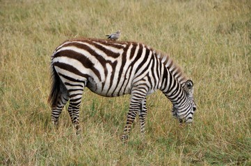 Fototapeta na wymiar Safari in Africa