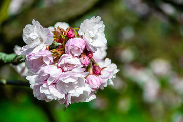 Cherry blossoms in sky background. Spring time. Selective focus. Cherry tree blossom in the park.