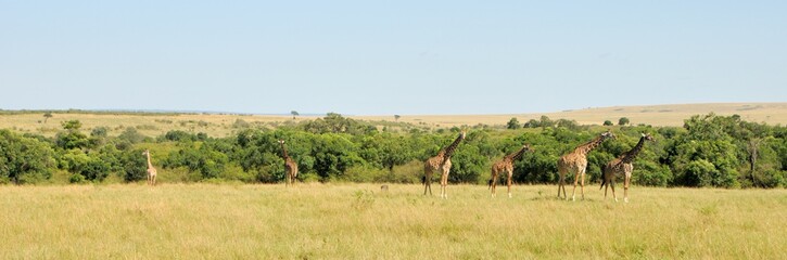 Africa Landscape