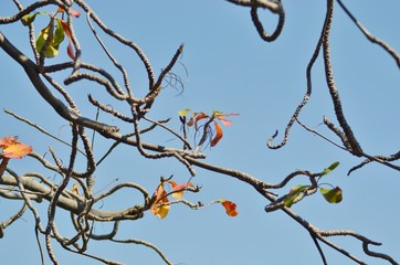 birds on a branch