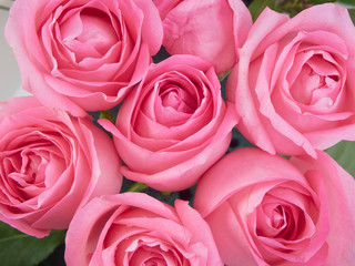 Close-up of beautiful pink roses.