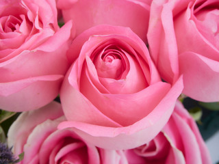 Close-up of beautiful pink roses.