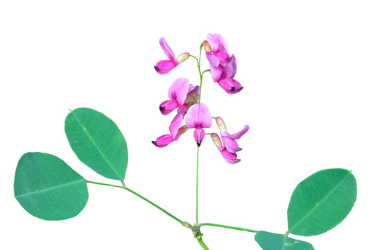 Flowers of wild bush (Lespedeza bicolor) 6
