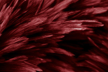 Beautiful abstract colorful white and red feathers on black dark background and soft white pink feather texture on white pattern